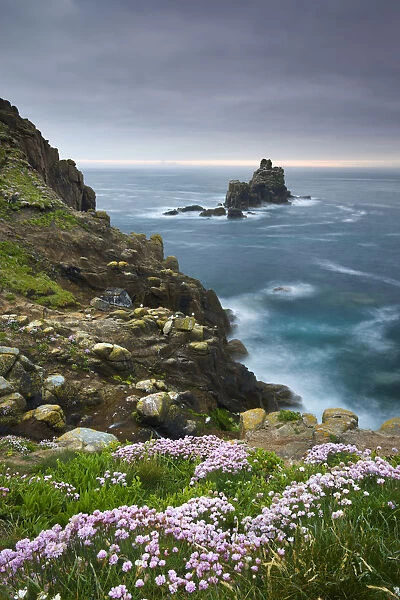 Thrift growing on the cliffs of Lands End, looking towards the Armed Knight