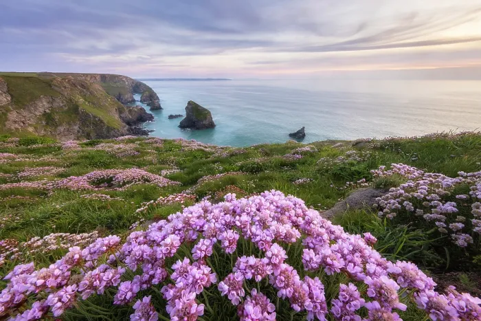 Framed Print : Thrift / Sea Pink (Armeria maritima) in bloom at Bedruthan Steps, Cornwall, England, UK, May 2024 Framed Print : Thrift / Sea Pink (Armeria maritima) in bloom at Bedruthan Steps, Cornwall, England, UK, May 2024