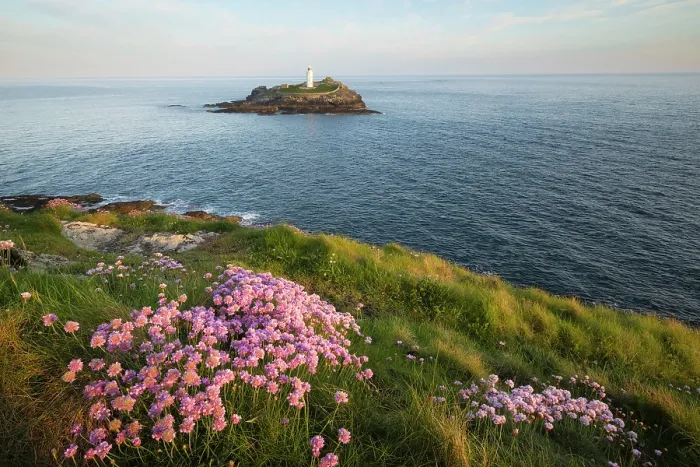 Framed Print : Thrift / Sea Pink (Armeria maritima) in bloom at Godrevy Point with Godrevy Lighthouse, Cornwall, England, UK, May 2025 Framed Print : Thrift / Sea Pink (Armeria maritima) in bloom at Godrevy Point with Godrevy Lighthouse, Cornwall, England, UK, May 2025