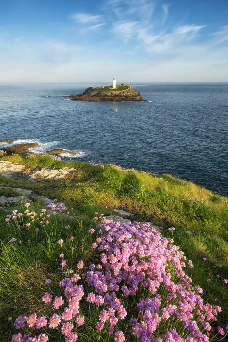Framed Print : Thrift / Sea Pink (Armeria maritima) in bloom at Godrevy Point with Godrevy Lighthouse, Cornwall, England, UK, May 2025 Framed Print : Thrift / Sea Pink (Armeria maritima) in bloom at Godrevy Point with Godrevy Lighthouse, Cornwall, England, UK, May 2025