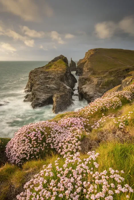 Framed Print : Thrift wildflowers on the Cornish cliffs in springtime, Tregudda Gorge, Cornwall, England Framed Print : Thrift wildflowers on the Cornish cliffs in springtime, Tregudda Gorge, Cornwall, England