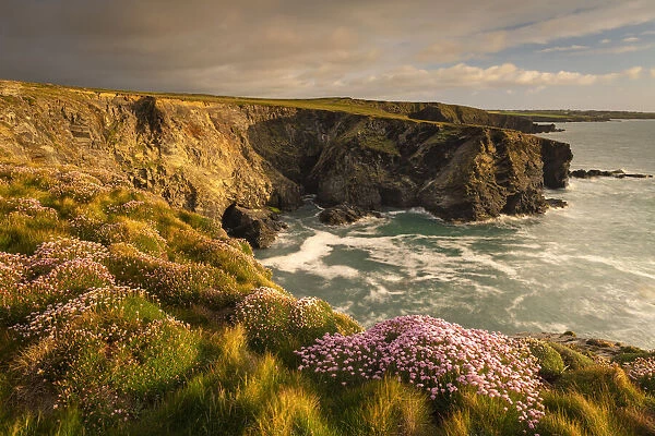 Thrift wildflowers on the Cornish cliffs in springtime, Trevone, Cornwall, England
