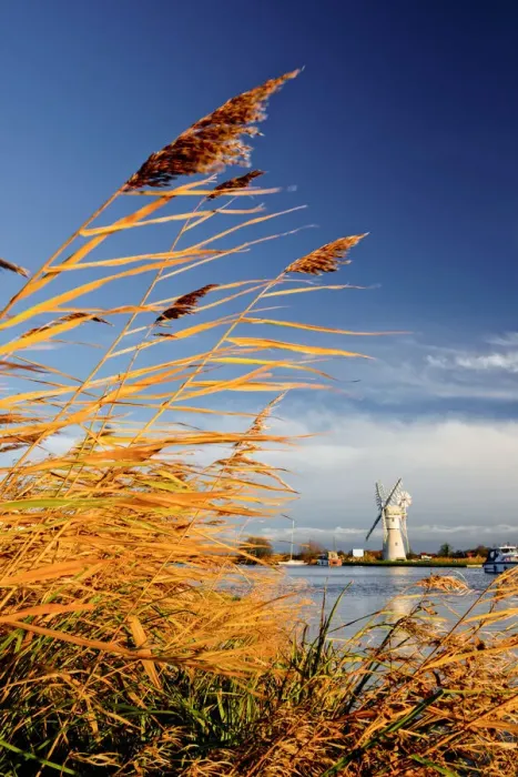 Framed Print : Thurne Mill Through Reeds, Norfolk Broads National Park, Norfolk, England Framed Print : Thurne Mill Through Reeds, Norfolk Broads National Park, Norfolk, England