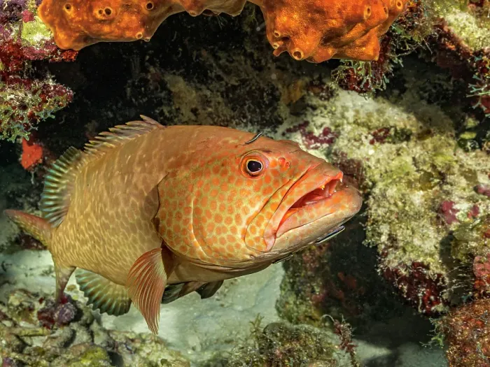 Framed Print : Tiger Grouper (Mycteroperca tigris), Grand Cayman, Cayman Islands, British West Indies