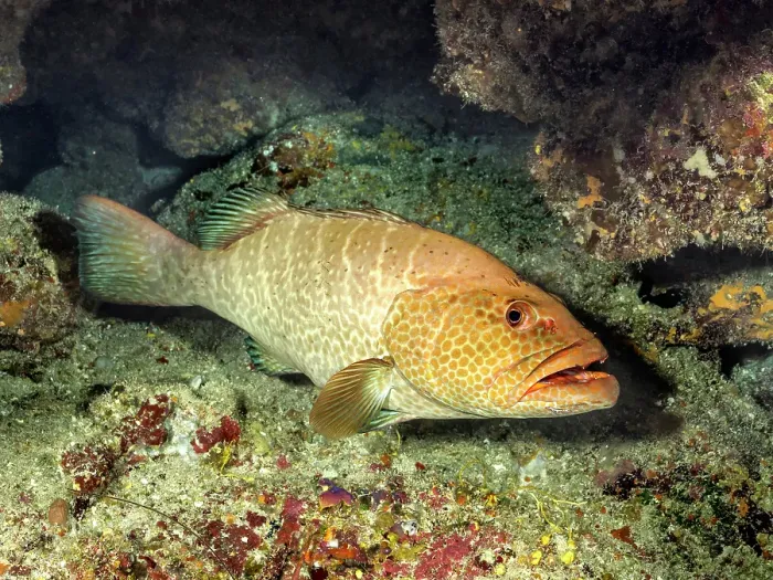Framed Print : Tiger Grouper (Mycteroperca tigris), Grand Cayman, Cayman Islands, British West Indies Framed Print : Tiger Grouper (Mycteroperca tigris), Grand Cayman, Cayman Islands, British West Indies