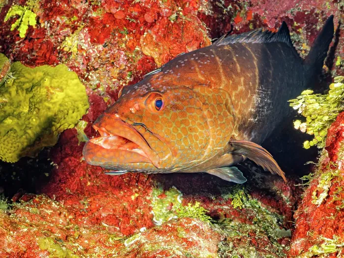 Framed Print : Tiger Grouper (Mycteroperca tigris), Grand Cayman, Cayman Islands, British West Indies Framed Print : Tiger Grouper (Mycteroperca tigris), Grand Cayman, Cayman Islands, British West Indies