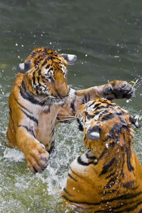 Framed Print : Tigers play fighting in water, Indochinese tiger or Corbetts tiger (Panthera