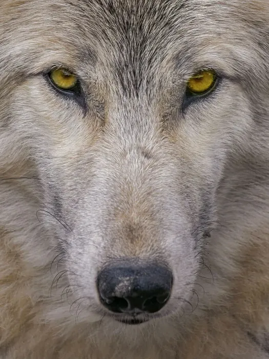 Framed Print : Timber Wolf (Canis lupus) - captive, Ontario, Canada Framed Print : Timber Wolf (Canis lupus) - captive, Ontario, Canada