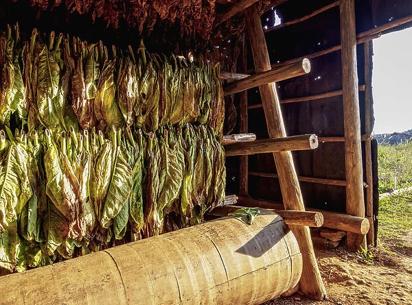 Tobacco drying shed, interior, Vinales Valley, UNESCO World Heritage Site