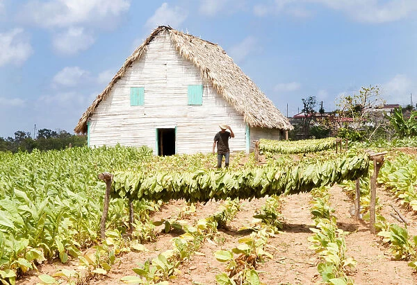 Tobacco farm in Vinales valley, Cuba, Caribbean
