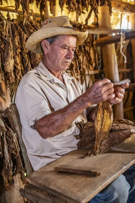Framed Print : A tobacco farmer making a Cuban cigar in Vinales, Pinar del Rio Province, Cuba Framed Print : A tobacco farmer making a Cuban cigar in Vinales, Pinar del Rio Province, Cuba
