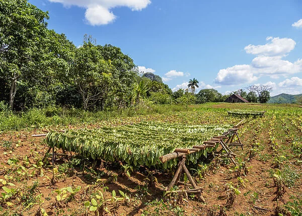 Tobacco leaves drying on the field, Vinales Valley, UNESCO World Heritage Site