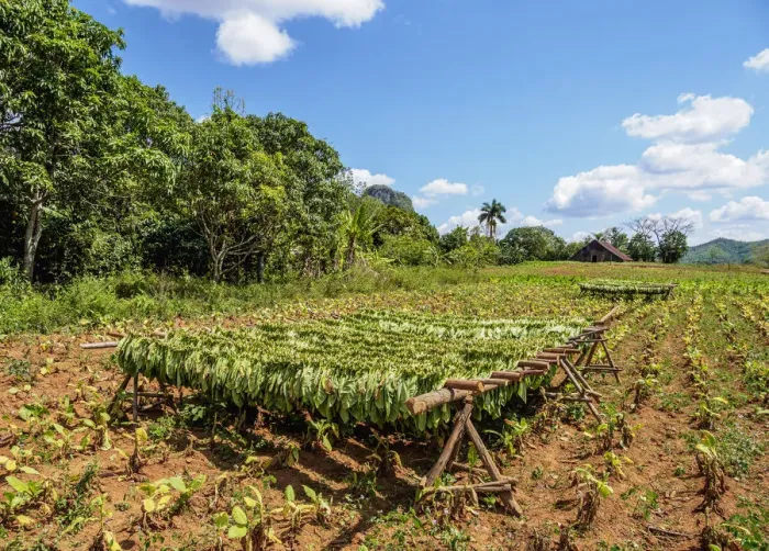 Framed Print : Tobacco leaves drying on the field, Vinales Valley, UNESCO World Heritage Site Framed Print : Tobacco leaves drying on the field, Vinales Valley, UNESCO World Heritage Site