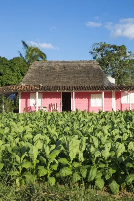 Framed Print : Tobacco Plantation, Pinar del Rio Province, Cuba Framed Print : Tobacco Plantation, Pinar del Rio Province, Cuba