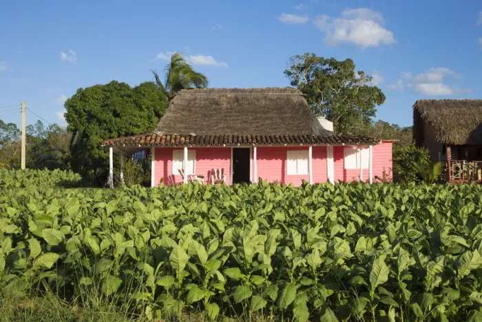 Framed Print : Tobacco Plantation, Pinar del Rio Province, Cuba
