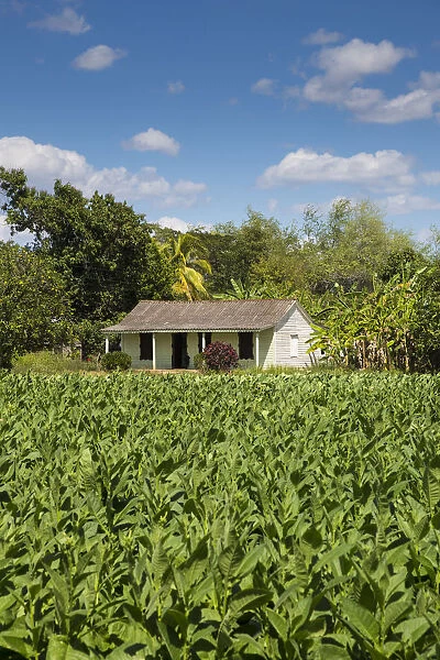 Tobacco Plantation, Pinar del Rio Province, Cuba
