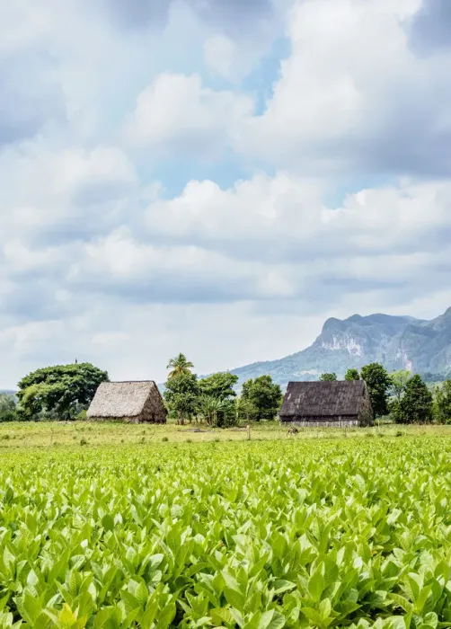 Framed Print : Tobacco Plantation at Vinales Valley, UNESCO World Heritage Site, Pinar del Rio Province Framed Print : Tobacco Plantation at Vinales Valley, UNESCO World Heritage Site, Pinar del Rio Province