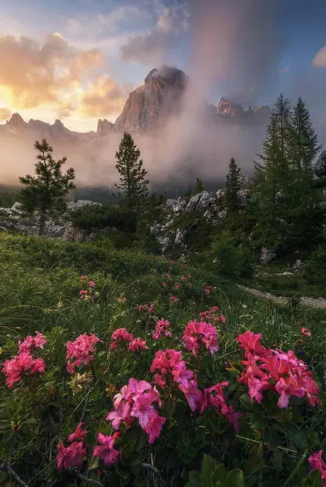 Framed Print : The Tofana di Roses with rhododendron in the foreground. Ampezzo Dolomites, Italy Framed Print : The Tofana di Roses with rhododendron in the foreground. Ampezzo Dolomites, Italy