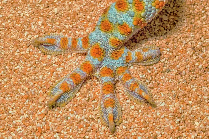 Framed Print : Tokay Gecko foot details, Ontario, Canada