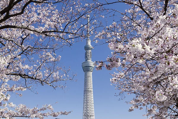Tokyo sky tree form sumida park in asakusa during sakura blooming, Tokyo, Japan