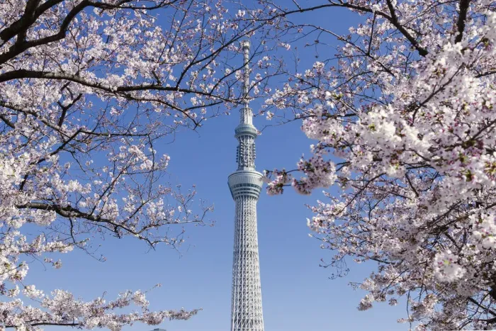 Framed Print : Tokyo sky tree form sumida park in asakusa during sakura blooming, Tokyo, Japan Framed Print : Tokyo sky tree form sumida park in asakusa during sakura blooming, Tokyo, Japan
