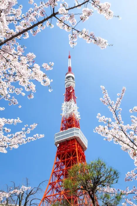 Framed Print : Tokyo Tower during the cherry blossom season, Minato, Tokyo, Japan Framed Print : Tokyo Tower during the cherry blossom season, Minato, Tokyo, Japan