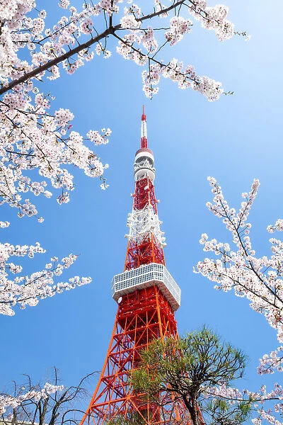 Tokyo Tower during the cherry blossom season, Minato, Tokyo, Japan