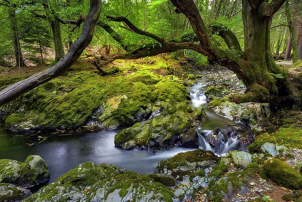 Tollymore Forest Park, (one of the Game of Thrones filming locations), Shimna River, Newcastle, County Down, Ulster, Northern Ireland, UK, Europe