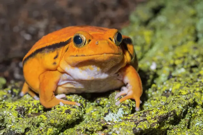 Framed Print : Tomato Frog (Dyscophus antongilii) - captive Framed Print : Tomato Frog (Dyscophus antongilii) - captive