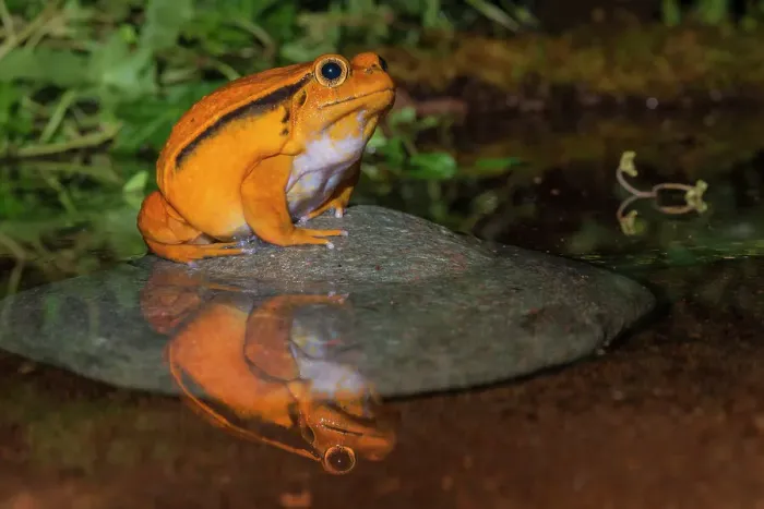 Framed Print : Tomato Frog (Dyscophus antongilii) - captive