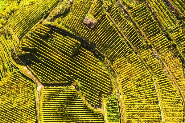 Top-down high angle view of vineyards, Valtellina
