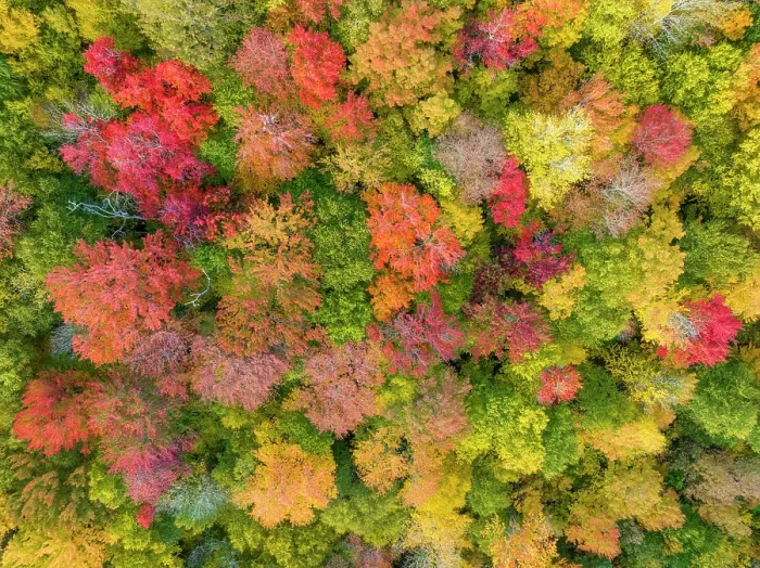 Framed Print : Top-down view of fall foliage at peak, Groton State Forest, Vermont, USA Framed Print : Top-down view of fall foliage at peak, Groton State Forest, Vermont, USA