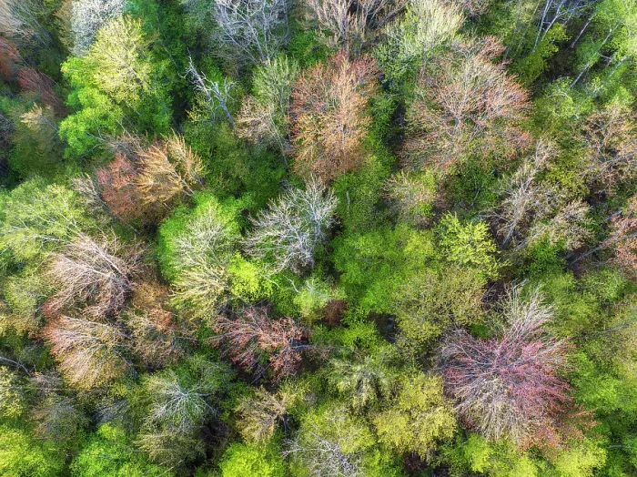 Framed Print : Top-down view of spring colors, Groton State Forest, Vermont, USA Framed Print : Top-down view of spring colors, Groton State Forest, Vermont, USA