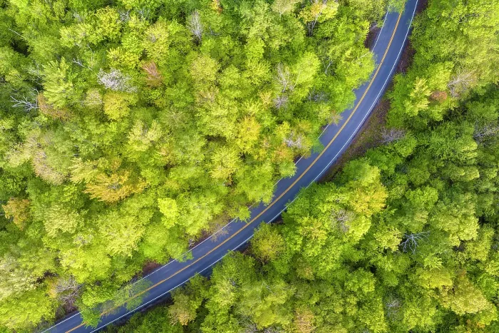 Framed Print : Top-down view of spring foliage, Groton State Forest, Vermont, USA Framed Print : Top-down view of spring foliage, Groton State Forest, Vermont, USA