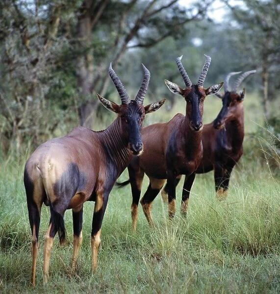 Topi antelope (Damaliscus lunatus jimela) in the Ishasha area of Queen