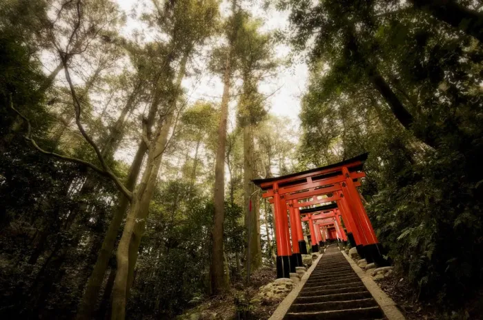Framed Print : Torii of Fushimi Inari-taisha Temple, Kyoto, Japan Framed Print : Torii of Fushimi Inari-taisha Temple, Kyoto, Japan