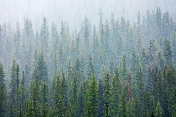 Framed Print : Torrential rain downpour over montane forest at Bow Lake. Icefields Parkway. Banff National Park, Alberta, Canada Framed Print : Torrential rain downpour over montane forest at Bow Lake. Icefields Parkway. Banff National Park, Alberta, Canada
