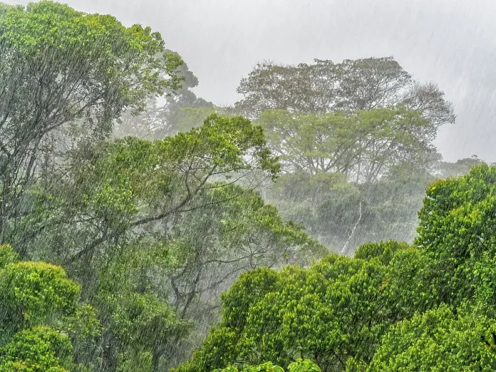 Framed Print : Torrential Rains in the lowland Caribbean Rainforests of Costa Rica Framed Print : Torrential Rains in the lowland Caribbean Rainforests of Costa Rica