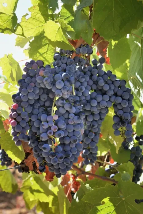 Framed Print : Touriga Nacional grape variety to make red wine. Alentejo, Portugal