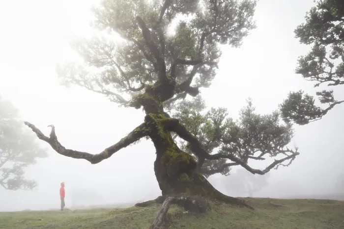 Framed Print : A tourist enjoys the beautiful view at Fanal Forest during a foggy day, Porto Moniz, Madeira, Portugal Framed Print : A tourist enjoys the beautiful view at Fanal Forest during a foggy day, Porto Moniz, Madeira, Portugal