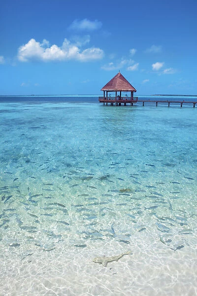 Tourist resort with fishes - Maldives, Haa Alifu Atoll, Dhonakulhi - Island Hideaway
