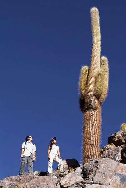 Tourists hiking in the desert look up at a large Cardon cactus