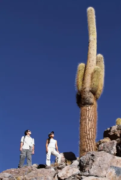 Tourists Hike Under the Atacama's Giant Cardon Cactus Print. Art Prints,  Posters & Puzzles from AWL