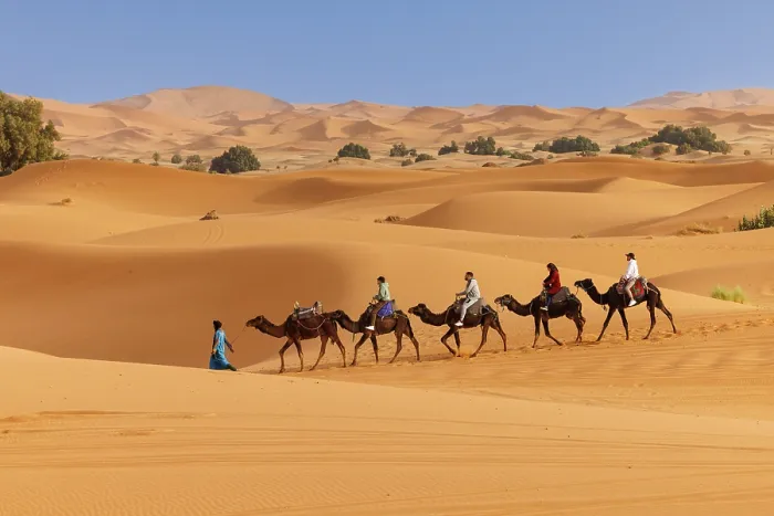 Framed Print : Tourists riding camels through the Sahara Desert, Erg Chebbi, Merzouga, Morocco Framed Print : Tourists riding camels through the Sahara Desert, Erg Chebbi, Merzouga, Morocco