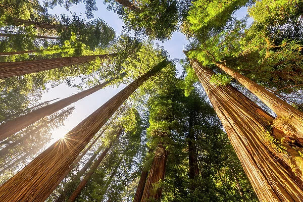 Towering Giant Redwoods, Jedediah Smith Redwoods State Park, California, USA