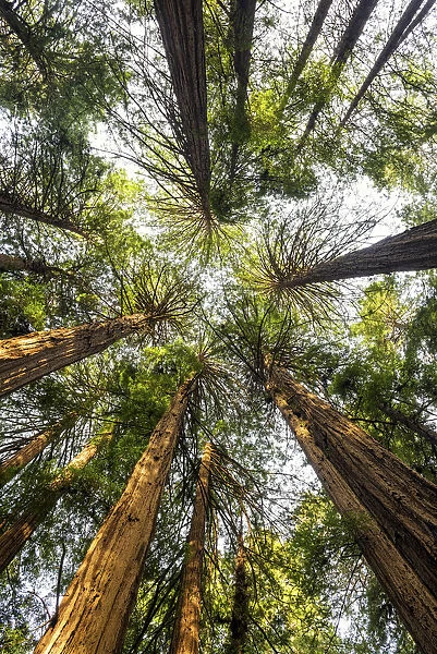 Towering Giant Redwoods, Muir Woods National Monument, California, USA