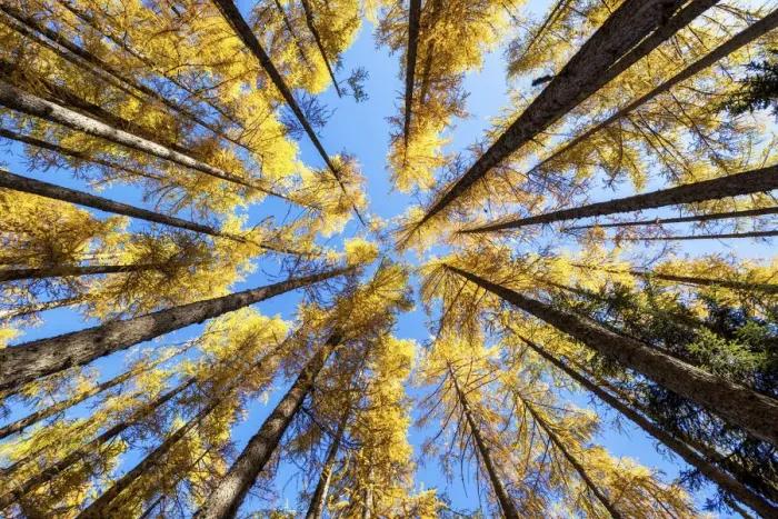 Framed Print : Towering Larch Trees in Autumn, Julian Alps, Slovenia, Europe