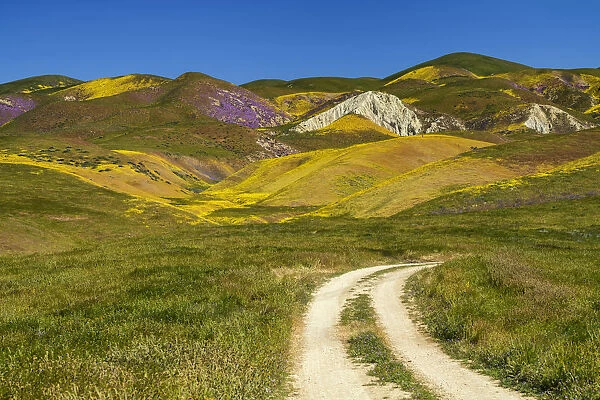 Track to Hill of Wildflowers, Carrizo Plain National Monument, California, USA