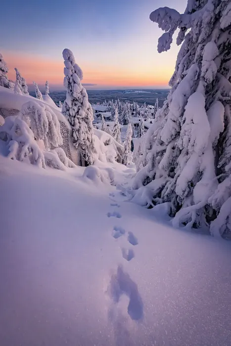 Framed Print : Track-imprints in the frozen snowy forest after a blizzard at sunrise, Iso Syote, Lapland, Finland Framed Print : Track-imprints in the frozen snowy forest after a blizzard at sunrise, Iso Syote, Lapland, Finland