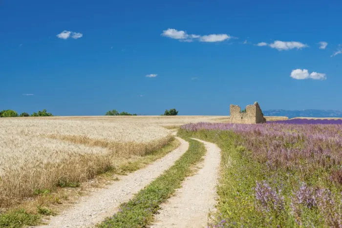Framed Print : Track Leading Through Fields, Provence, France Framed Print : Track Leading Through Fields, Provence, France